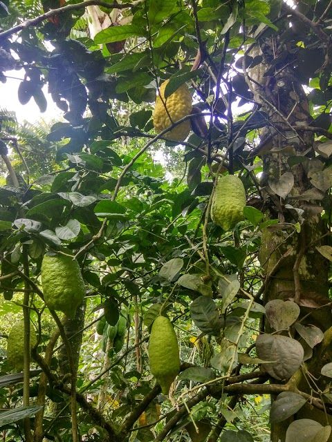 Abraham's Spice Garden